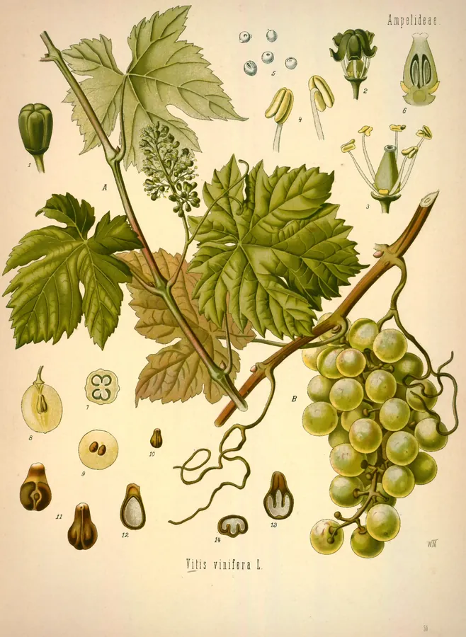 Lámina de vid, Köhler's Medizinal-Pflanzen